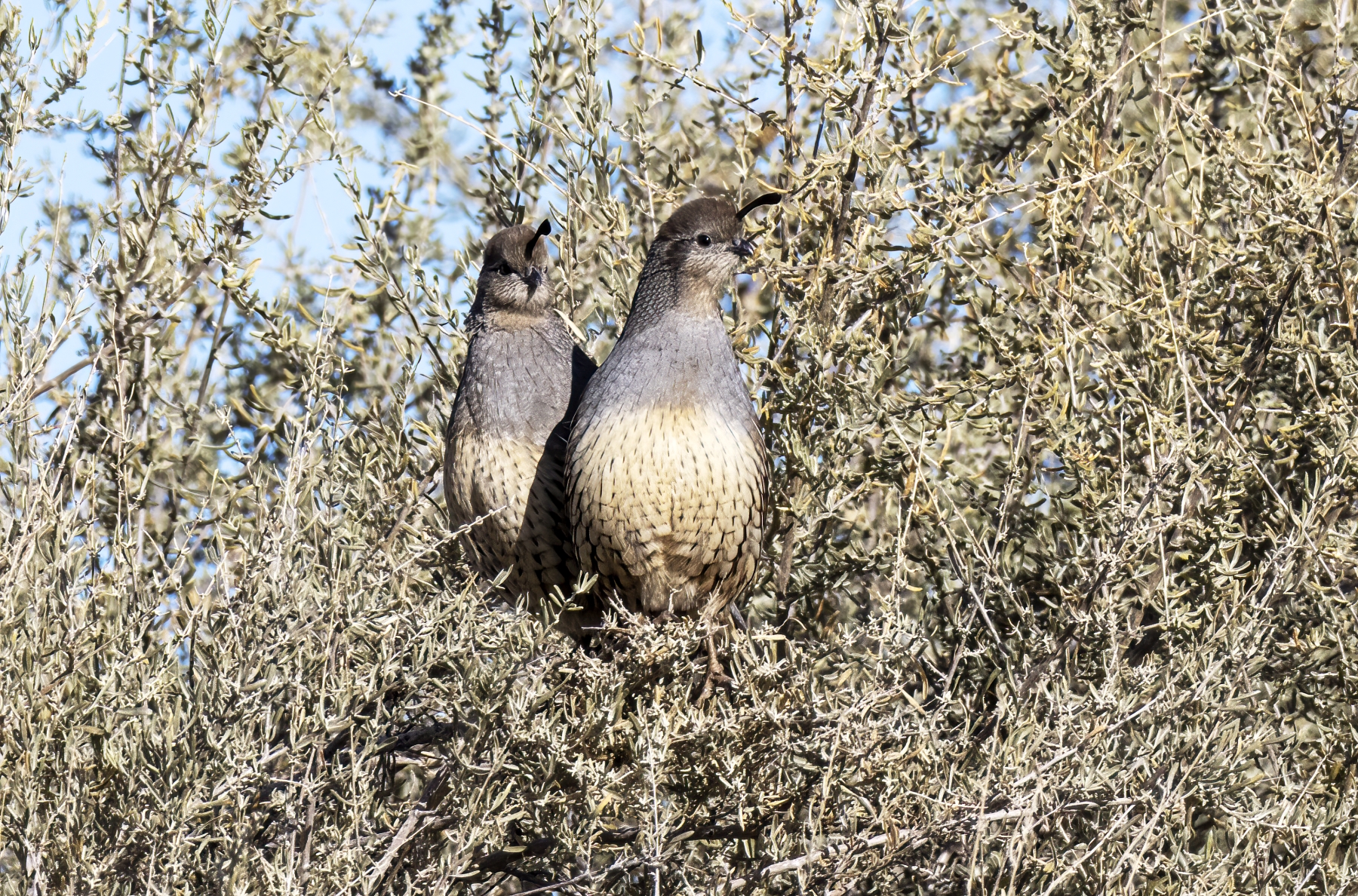 Gambel`s Quails, Bosque del Apache National Wildlife Refuge, New Mexico